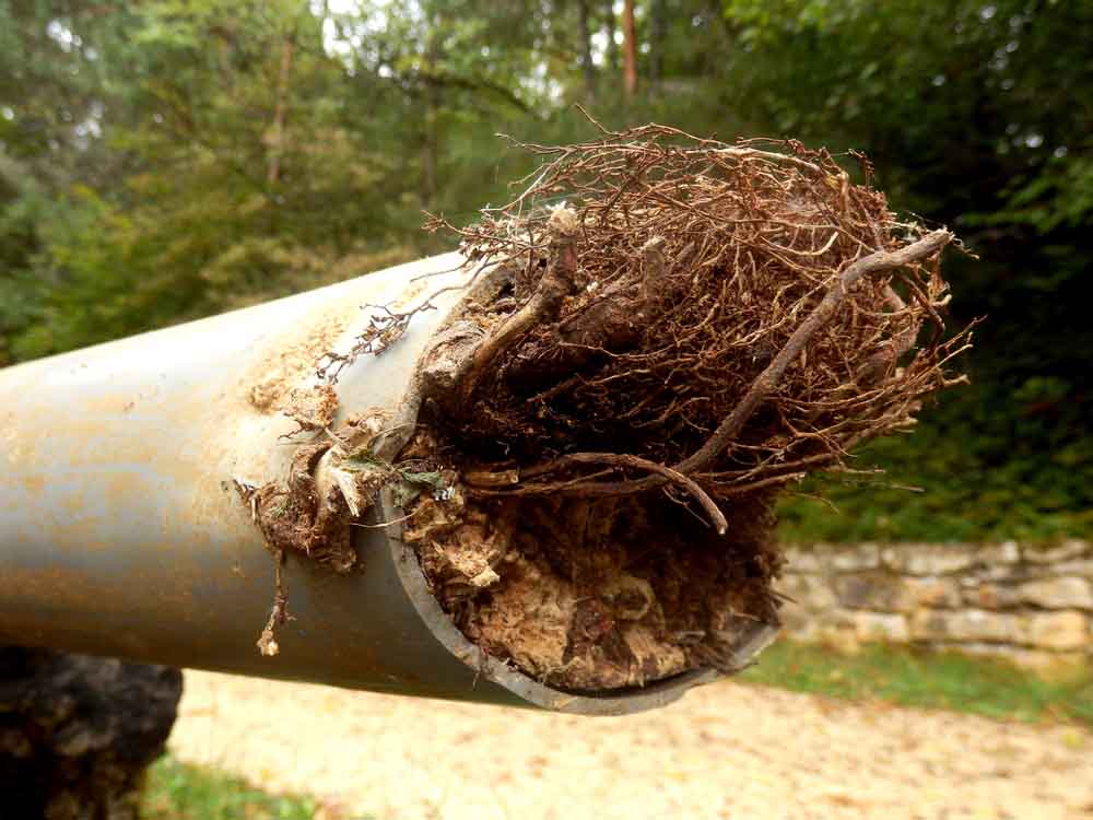 Work with the top name for sewer line repair in Nampa, ID. A+ Drain Cleaning and Plumbing details the different ways tree roots can cause damage to your pipes.